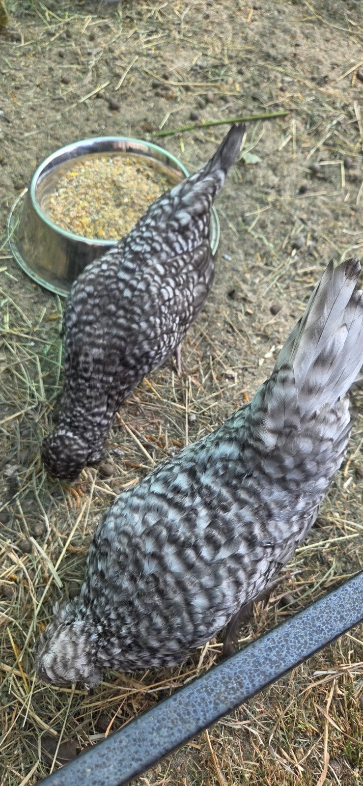 trio watermaalse baardkrielen koekoek, Dieren en Toebehoren, Pluimvee, Meerdere dieren, Kip