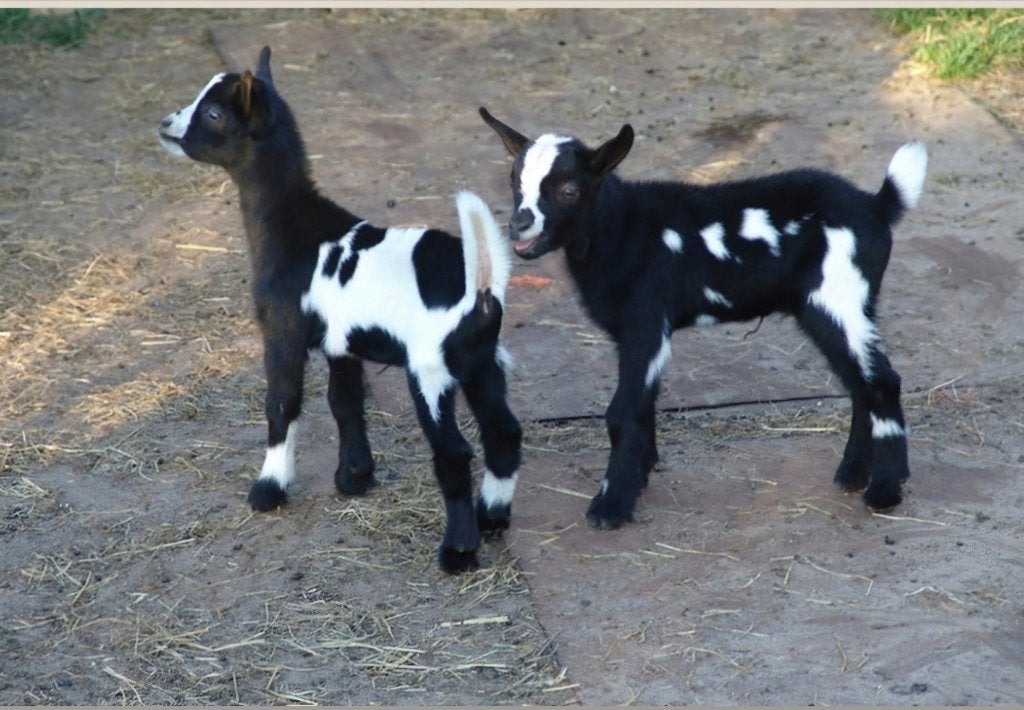 Dwerggeitjes, Dieren en Toebehoren, Schapen, Geiten en Varkens, Meerdere dieren, Geit