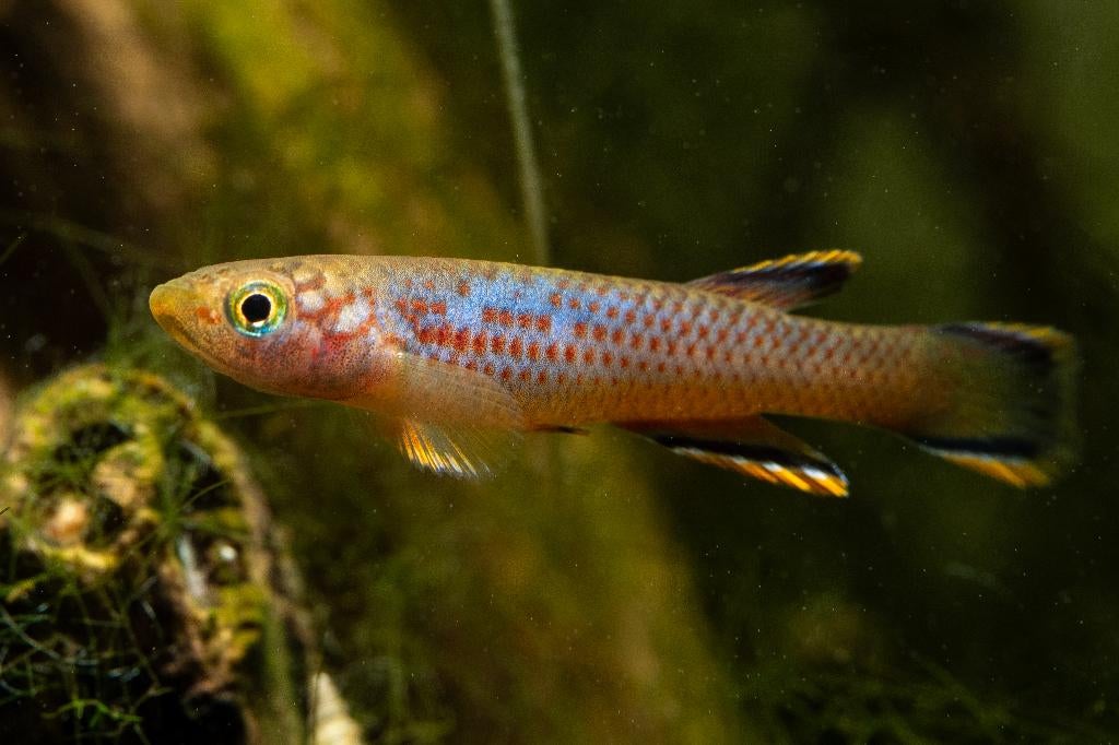 Killivissen, Aphyosemion, Vis, Zoetwatervis