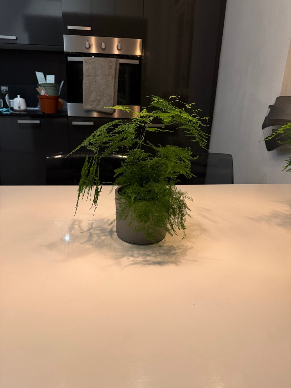 Decoratieve Asparagus kalmerplant in pot(echte plant), Overige soorten, In pot, Minder dan 100 cm, Groene kamerplant