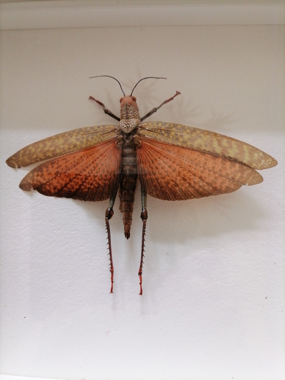 Opgezette insect