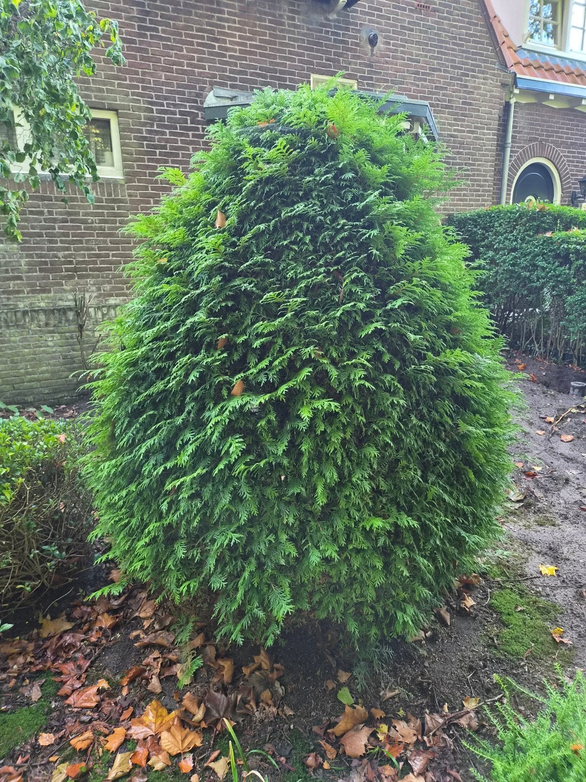 Grote Conifeer Struik - 130 diameter, Ophalen, Conifeer, 100 tot 250 cm