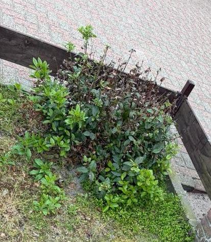 Gratis struik, Tuin en Terras, Planten | Bomen, Ophalen, Volle zon, Overige soorten, 100 tot 250 cm