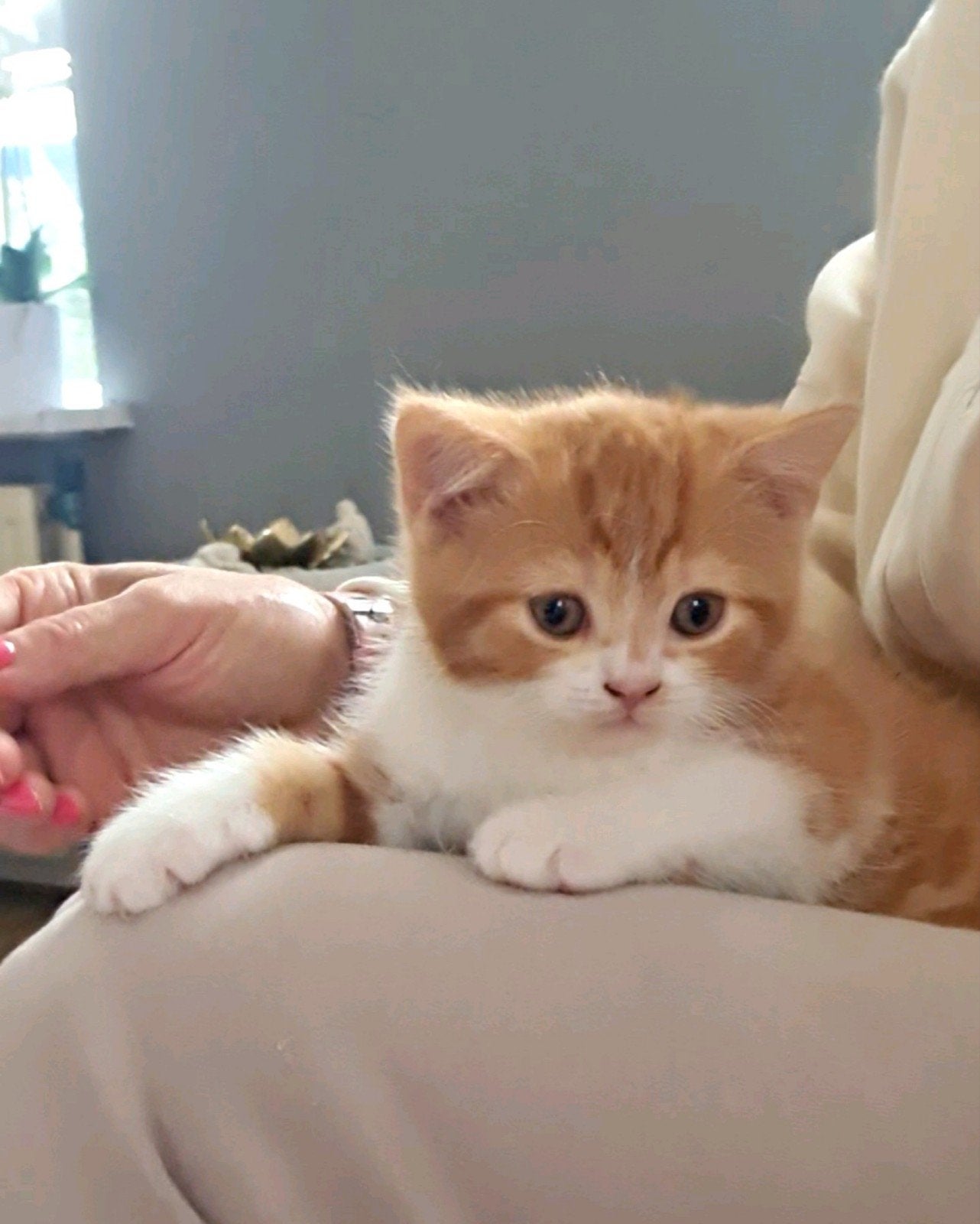 Raszuivere Britse Korthaar -  2 vaccinaties !!!, Dieren en Toebehoren, Katten en Kittens | Raskatten | Korthaar, Meerdere dieren