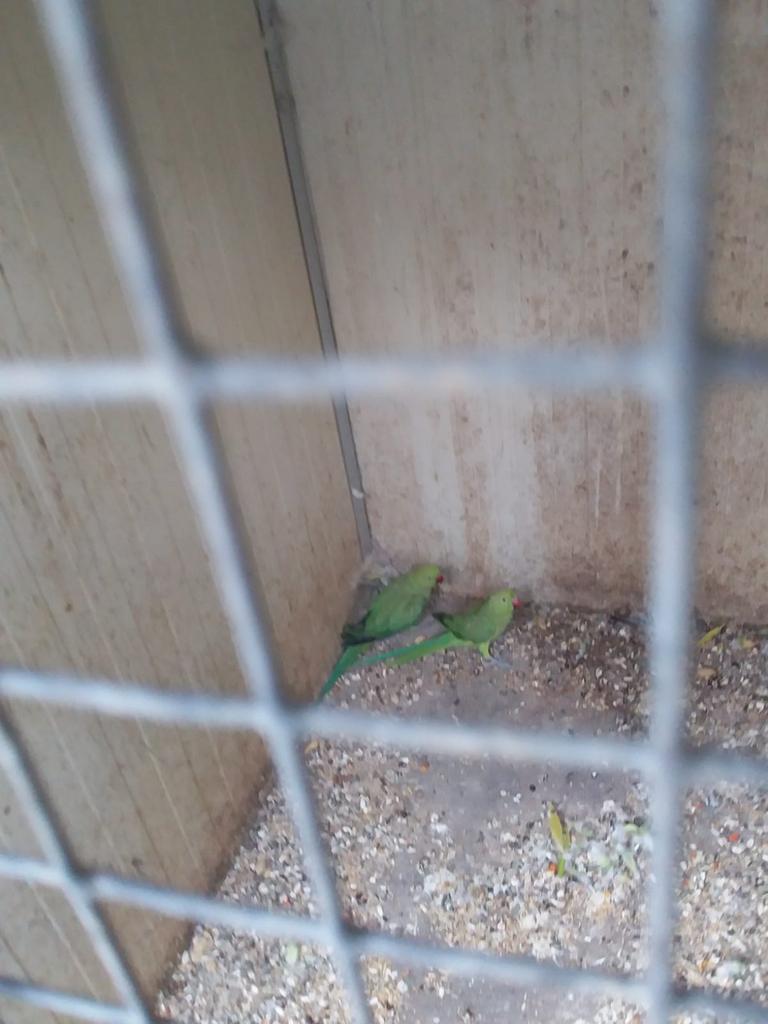 Halsband parkieten, Dieren en Toebehoren, Vogels | Overige Vogels, Meerdere dieren