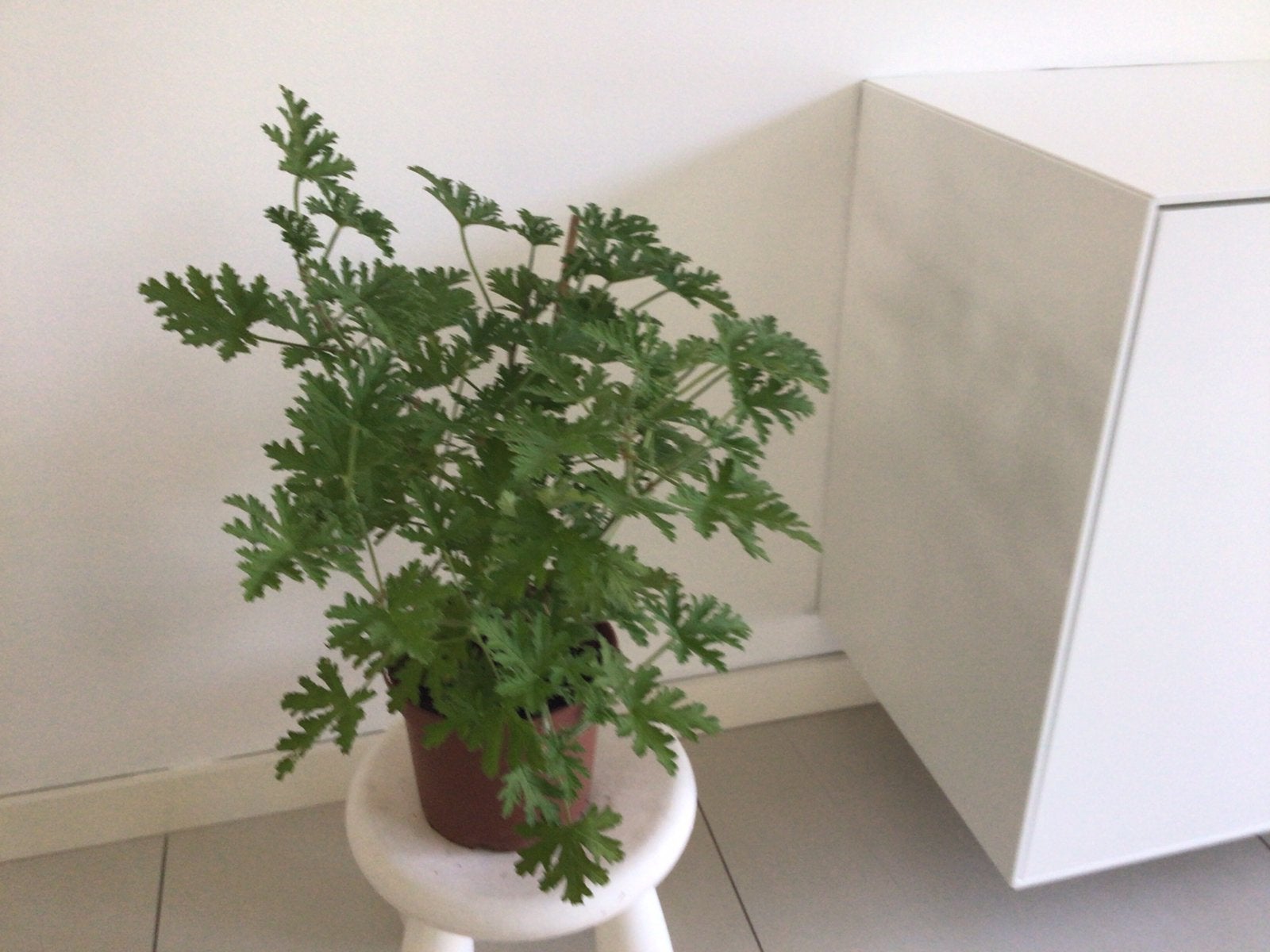 Citrungeranium, Huis en Inrichting, Ophalen