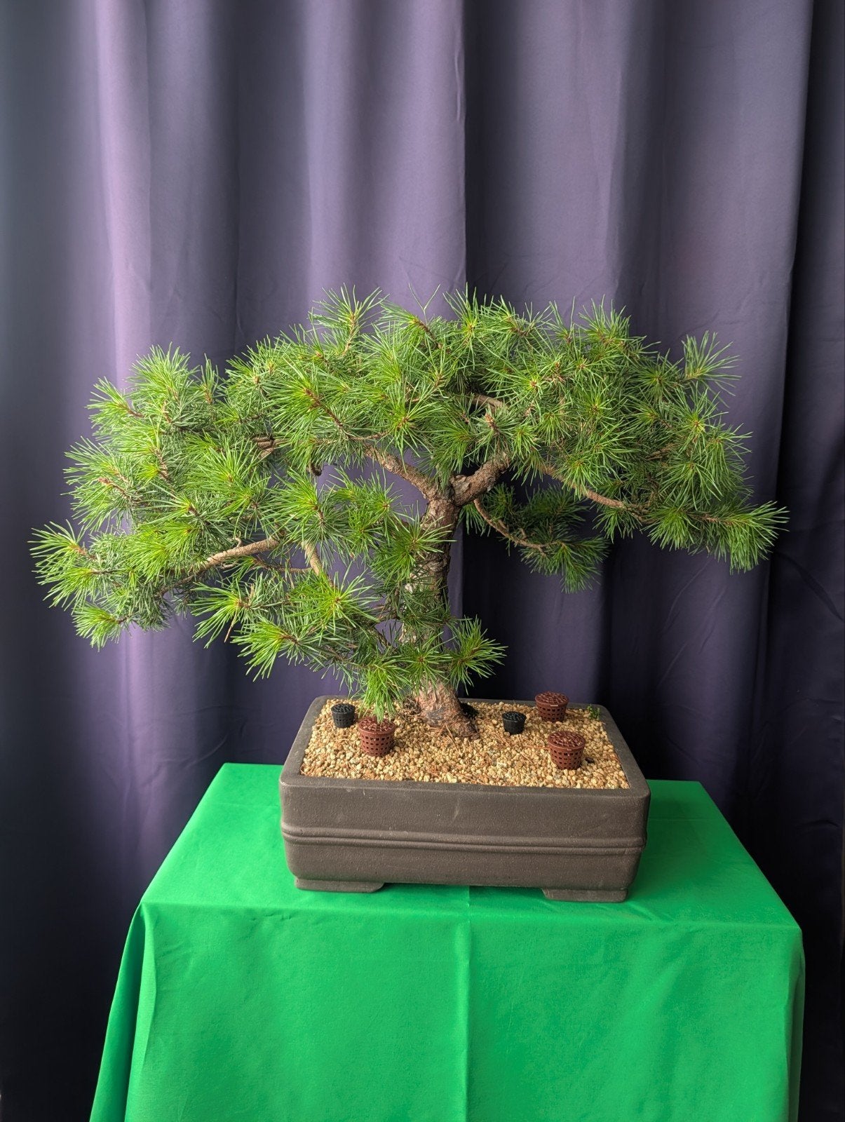 Mooie Pinus sylvestris bonsai – 55 cm – karaktervolle stam, Bloeit niet, Halfschaduw, Overige soorten, Minder dan 100 cm