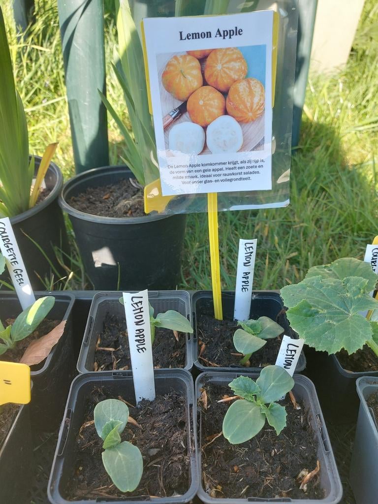 Lemon apple komkommer, Tuin en Terras, Ophalen, Minder dan 100 cm, Overige soorten, Zomer