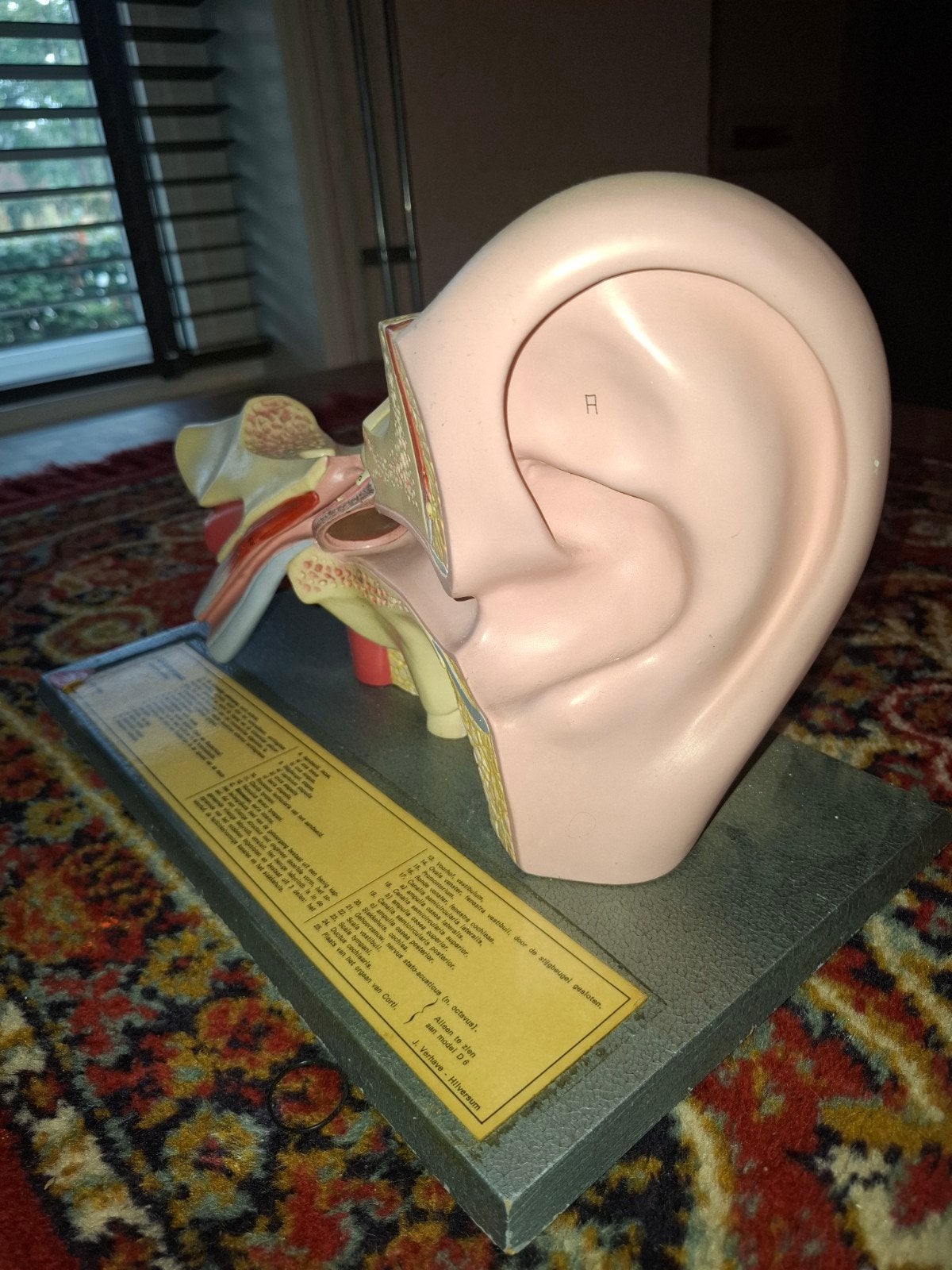 Vintage Anatomisch Gehoororgaan, Ophalen of Verzenden, Gebruikt