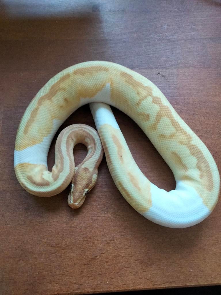 0.1 Python Regius Banana enchie piebald, Dieren en Toebehoren, Slang, 0 tot 2 jaar