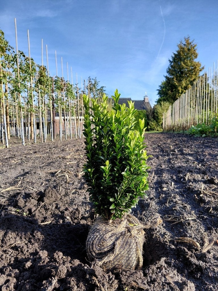 Euonymus Green spire, Ophalen, Buxus, Haag, Minder dan 100 cm
