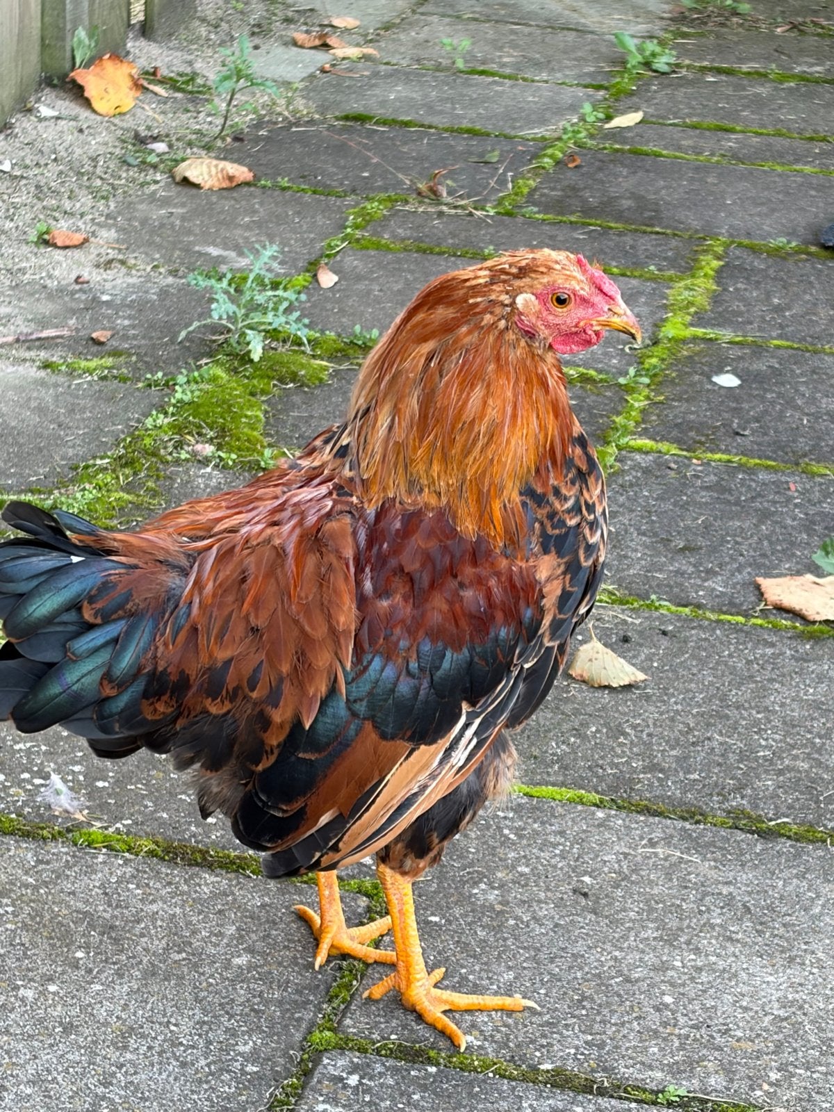 Mooie brahma haan, Dieren en Toebehoren, Mannelijk, Kip