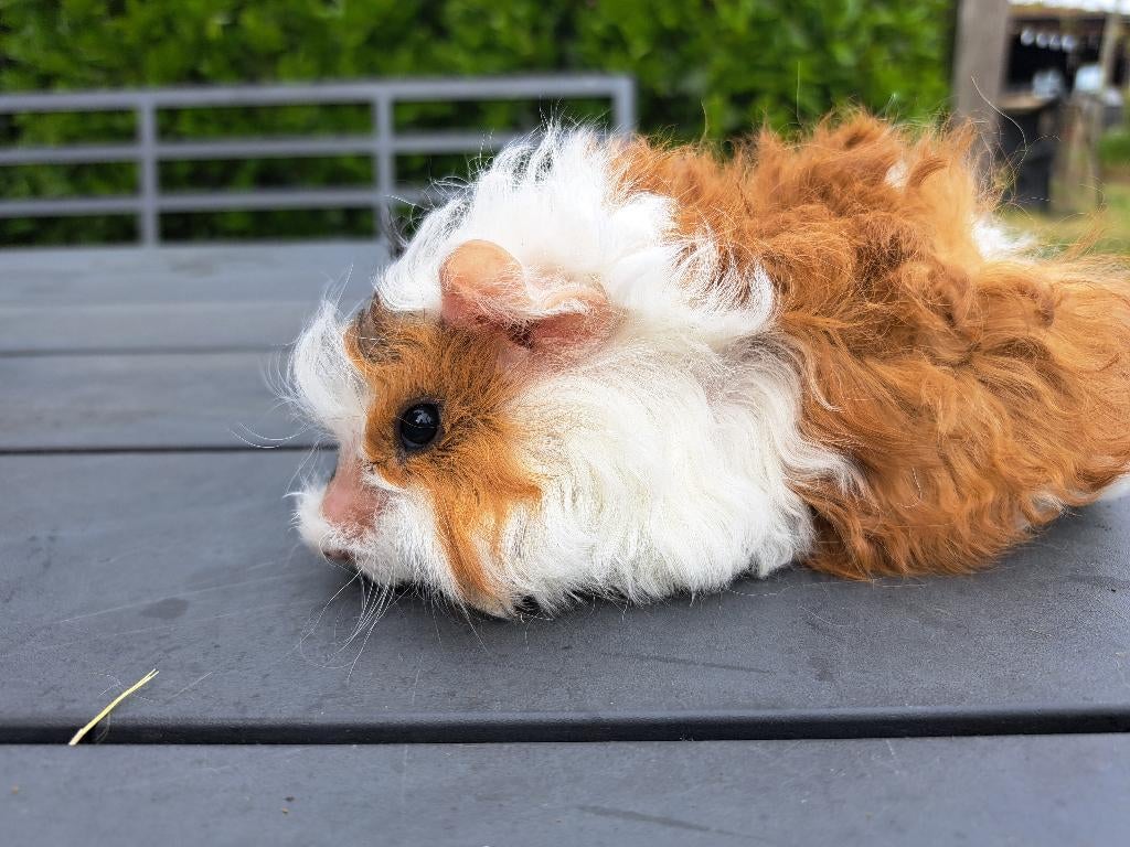 Lieve cavia's te koop, Dieren en Toebehoren, Knaagdieren, Cavia, April, Meerdere dieren, Tam
