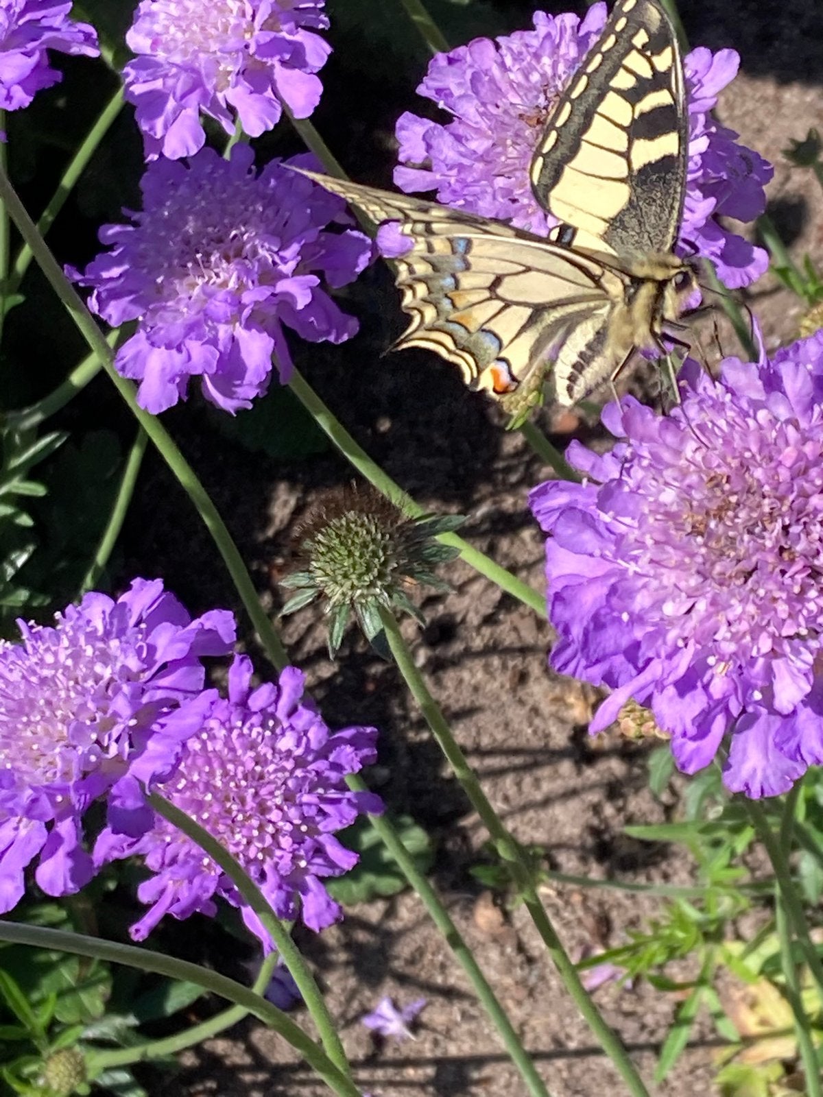 TUINPLANTEN 3 Scabiosa voor €7,00, Tuin en Terras, Ophalen, Overige soorten, Volle zon