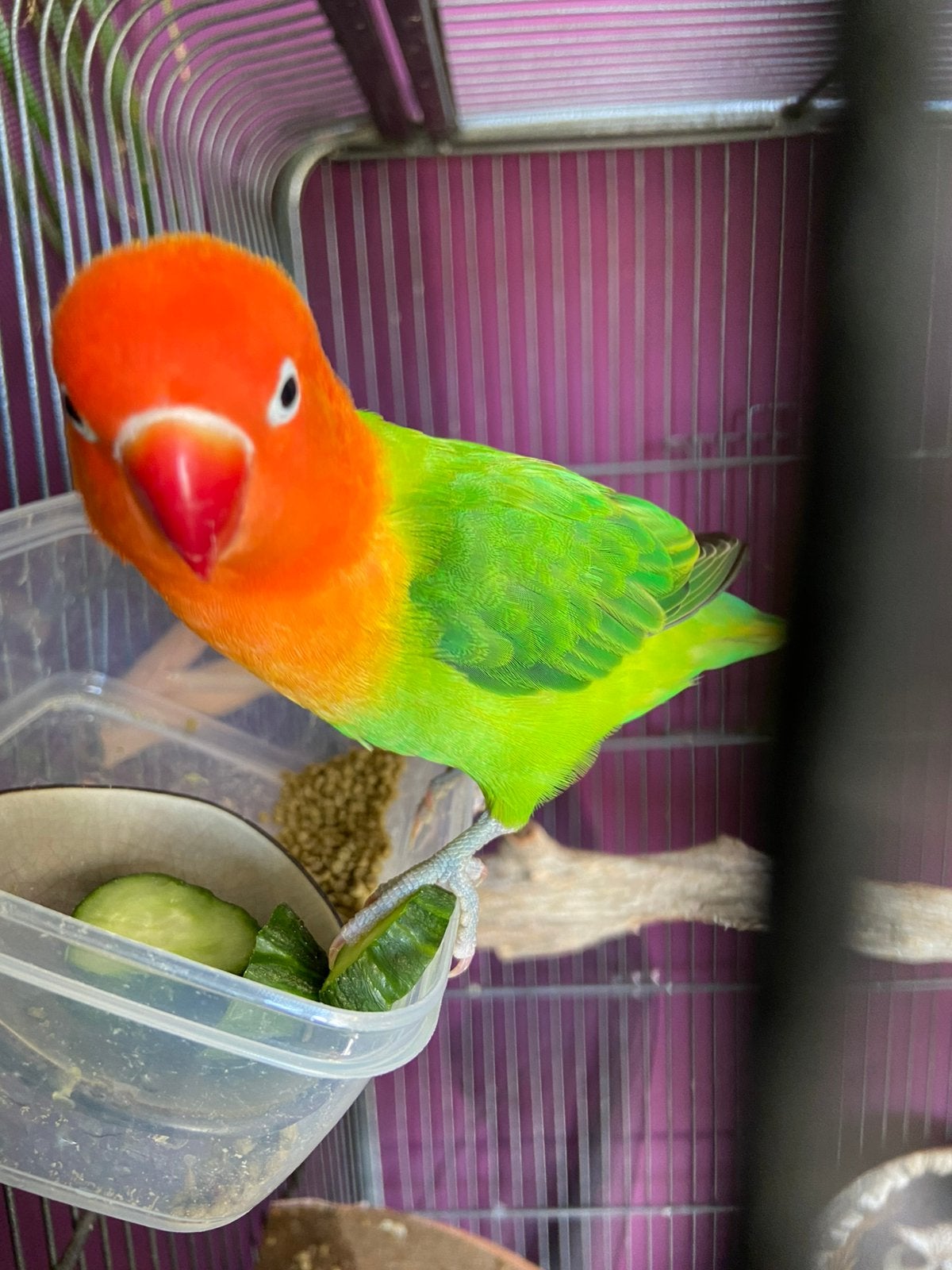 Agapornis vogels (2x) met kooi (2x), Dieren en Toebehoren, Geslacht onbekend, Dwergpapegaai of Agapornis