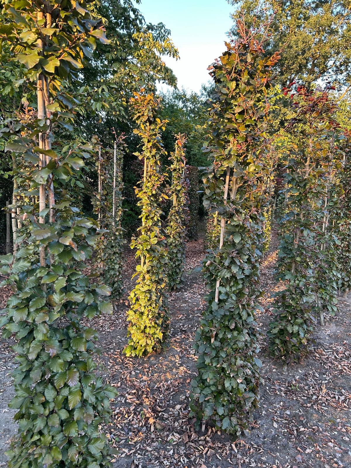 Rode Beuk Zuilboom - Fagus sylvatica 'Dawyck Purple', Tuin en Terras, Bloeit niet, 250 tot 400 cm, Zuilboom, Ophalen