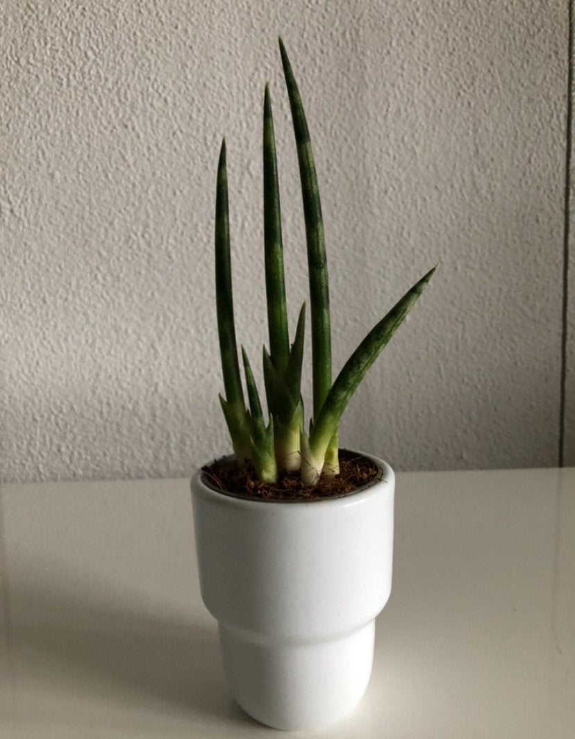 Sanseveria Cylindrica inclusief potje. Foto #2- Moederplant., Groene kamerplant, Ophalen of Verzenden, In pot, Minder dan 100 cm