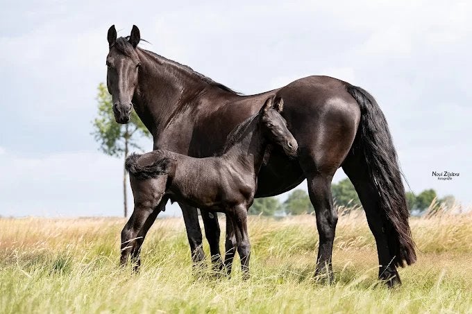 Gezocht: Stalhulp met hart voor paarden – Dalmsholte, Opfok, 4 paarden of pony's of meer