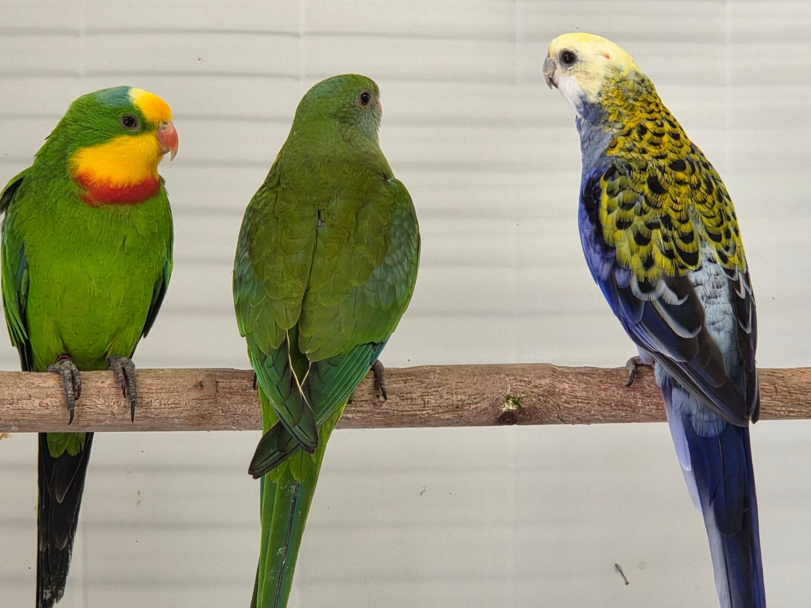 2-2 barabant parkieten, Dieren en Toebehoren, Meerdere dieren, Parkiet