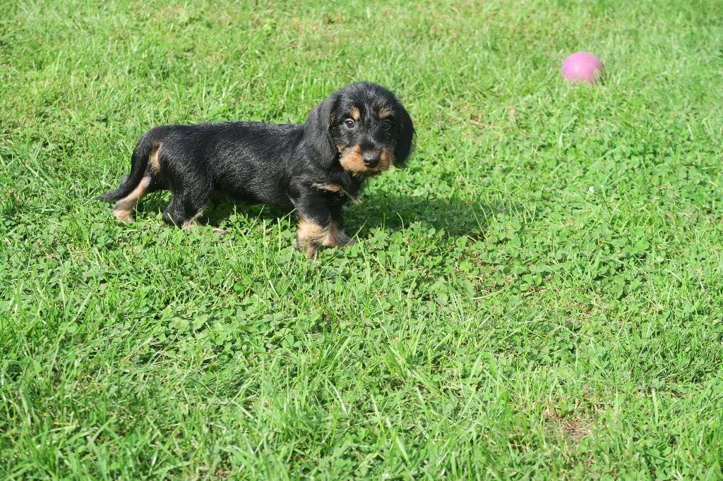 Ruwhaar dwerg Teckel pup reutje, Dieren en Toebehoren, Nederland, Reu, CDV (hondenziekte), 8 tot 15 weken