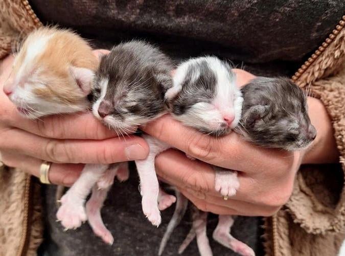 Lieve schattige kittens, Dieren en Toebehoren