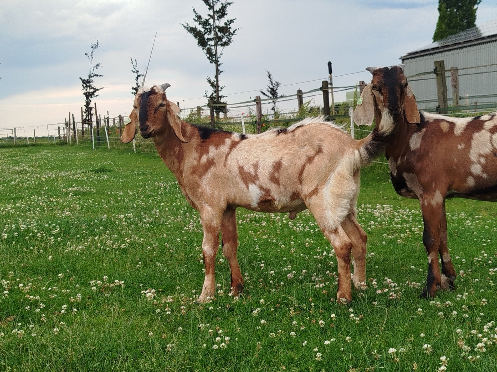 Jonge Nubische bok, CL / CAE vrij, Dieren en Toebehoren, Schapen, Geiten en Varkens, Mannelijk, Geit, 0 tot 2 jaar