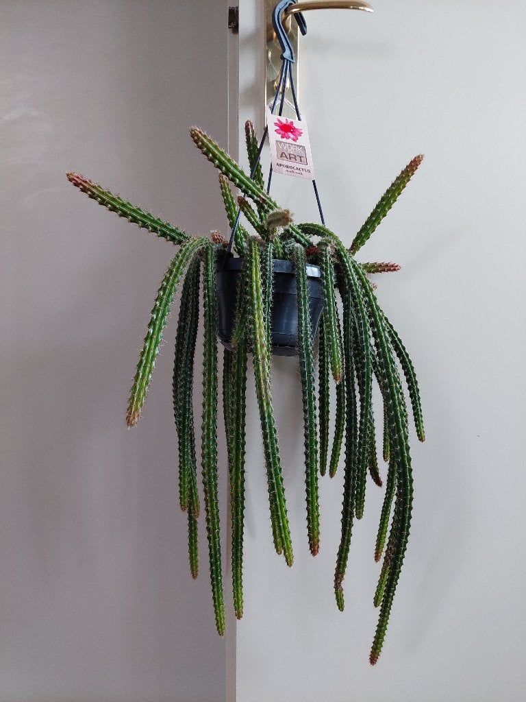 Disocactus x Mallisonii - Staartcactus / Slangencactus, Ophalen, Cactus, Minder dan 100 cm, Bloeiende kamerplant