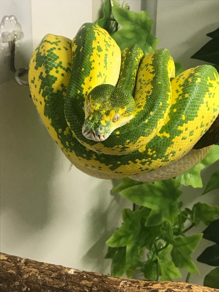 Morelia viridis Green Tree Python - female for sale from Ns