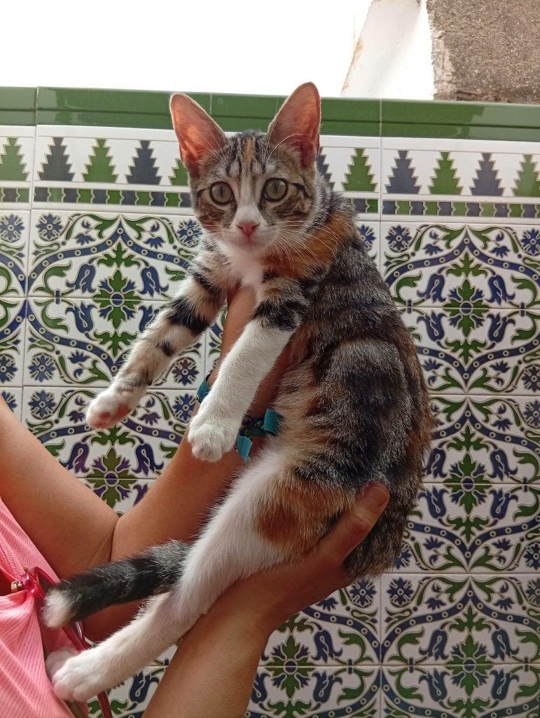 Jarela, Simona, 3-4-2026 gered uit een colonie, Poes, Kortharig, 0 tot 2 jaar