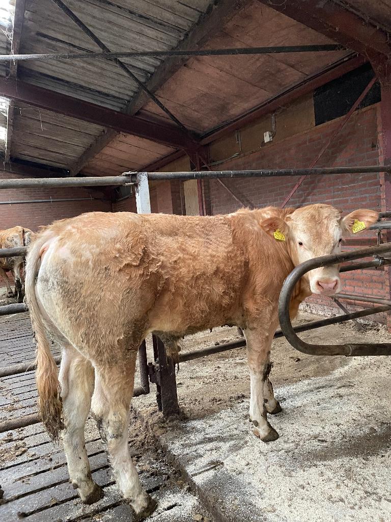 Blonde d'Aquitaine Kalveren, Dieren en Toebehoren, Meerdere dieren, 0 tot 2 jaar