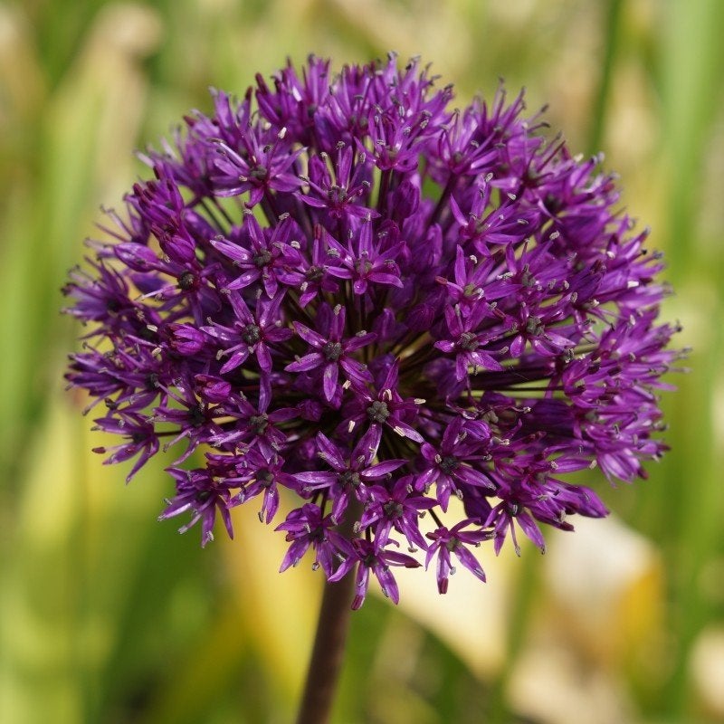 Uit de biologische moestuin: Allium, paars en wit, zaden, Tuin en Terras, Ophalen of Verzenden, Voorjaar, Volle zon, Zaad