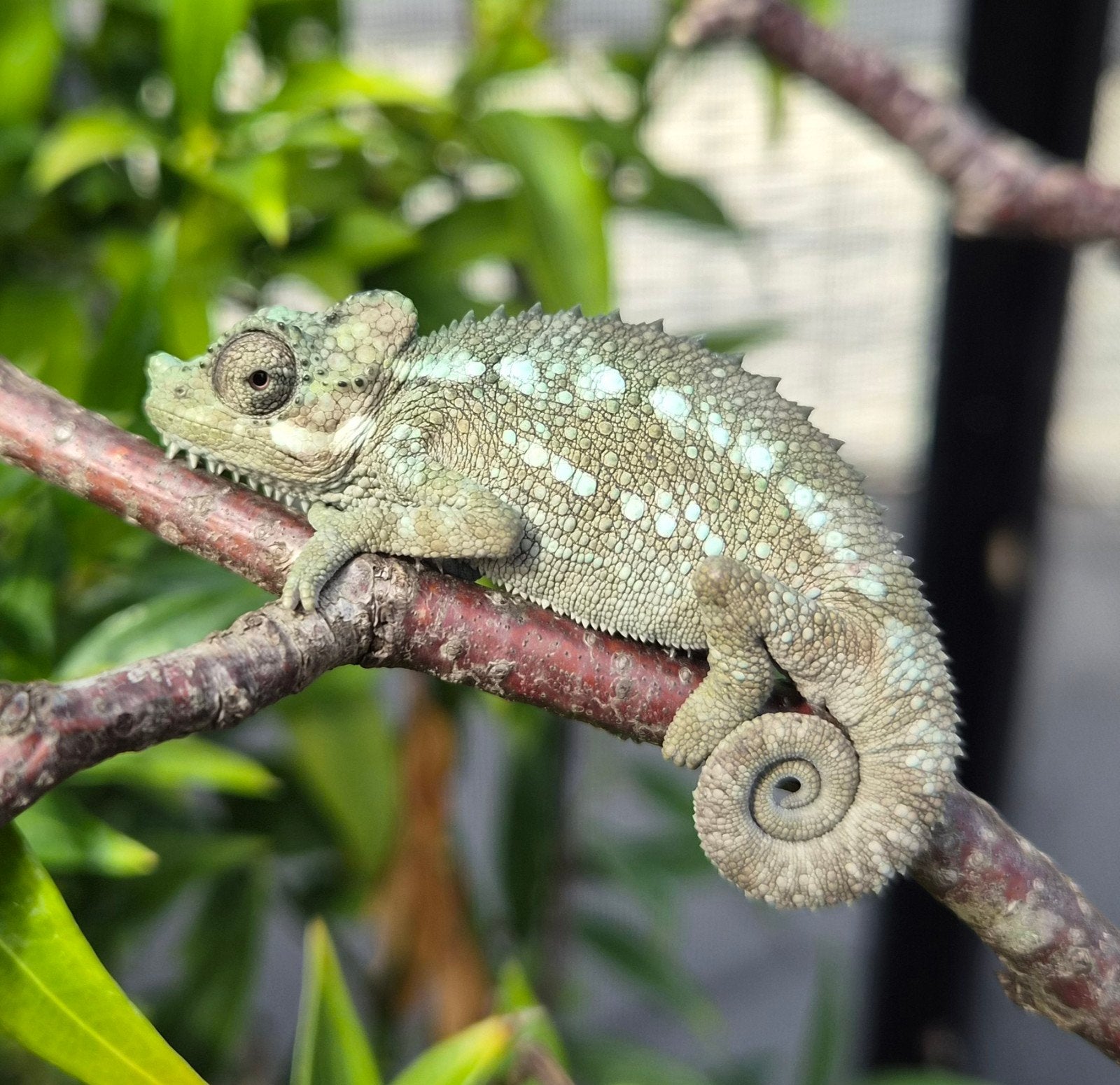Helmkameleon (Trioceros Hoehnelii) nakweek Chameleon photo 3