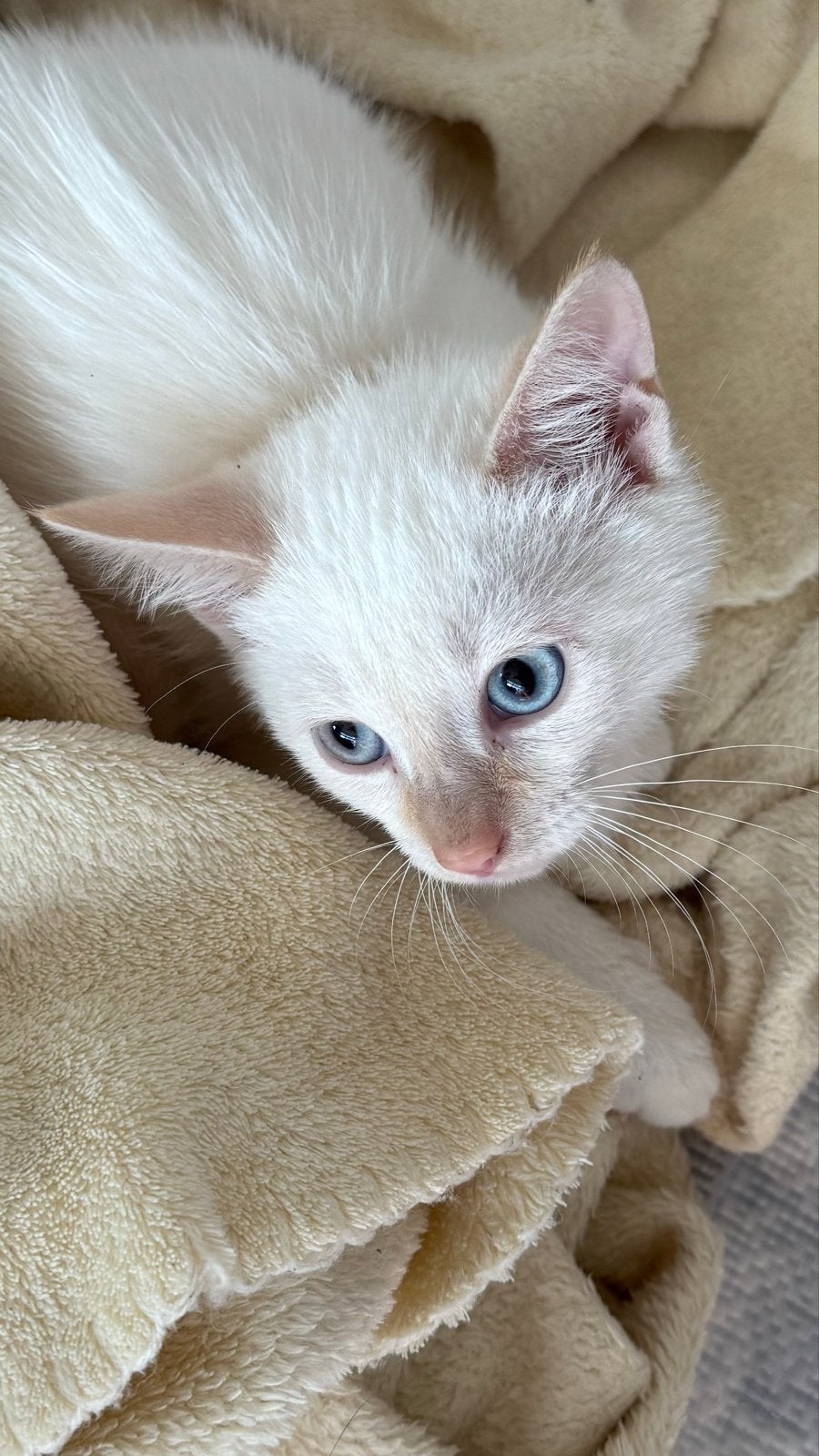 Mooie witte kitten met rode accenten, Poes, Kortharig, 0 tot 2 jaar
