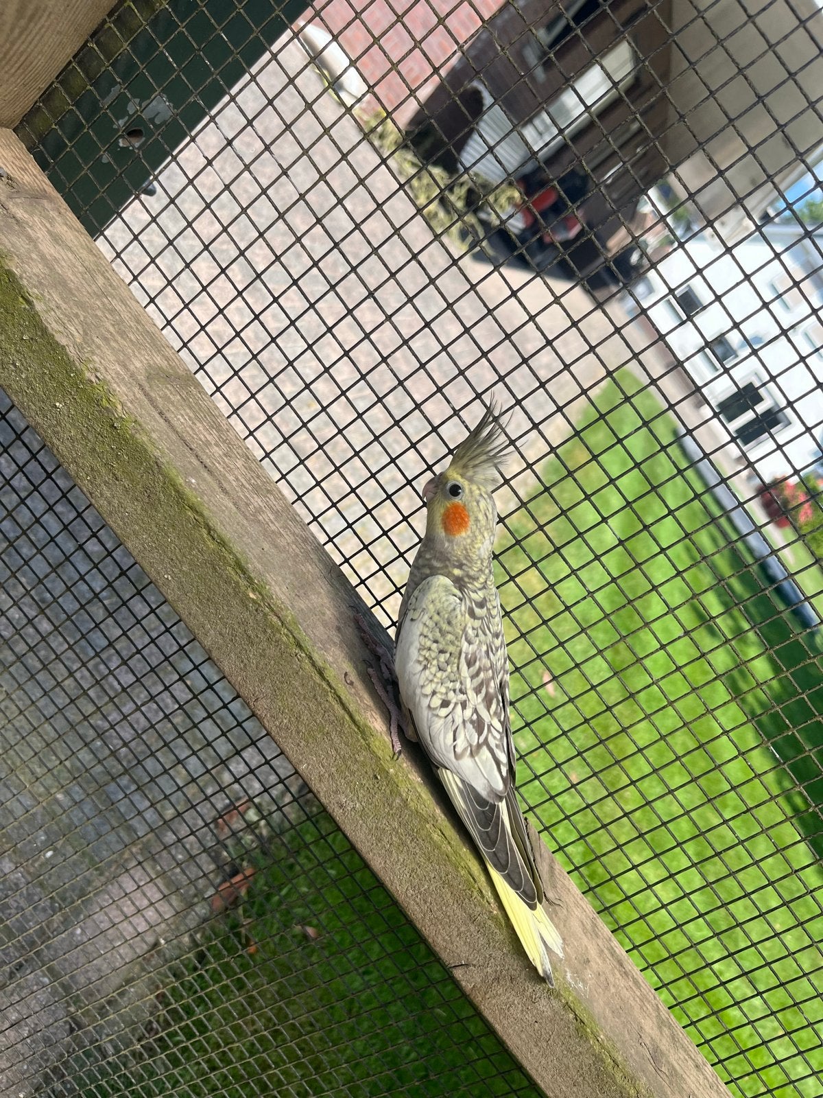 2 mooie valkparkieten, Meerdere dieren, Parkiet