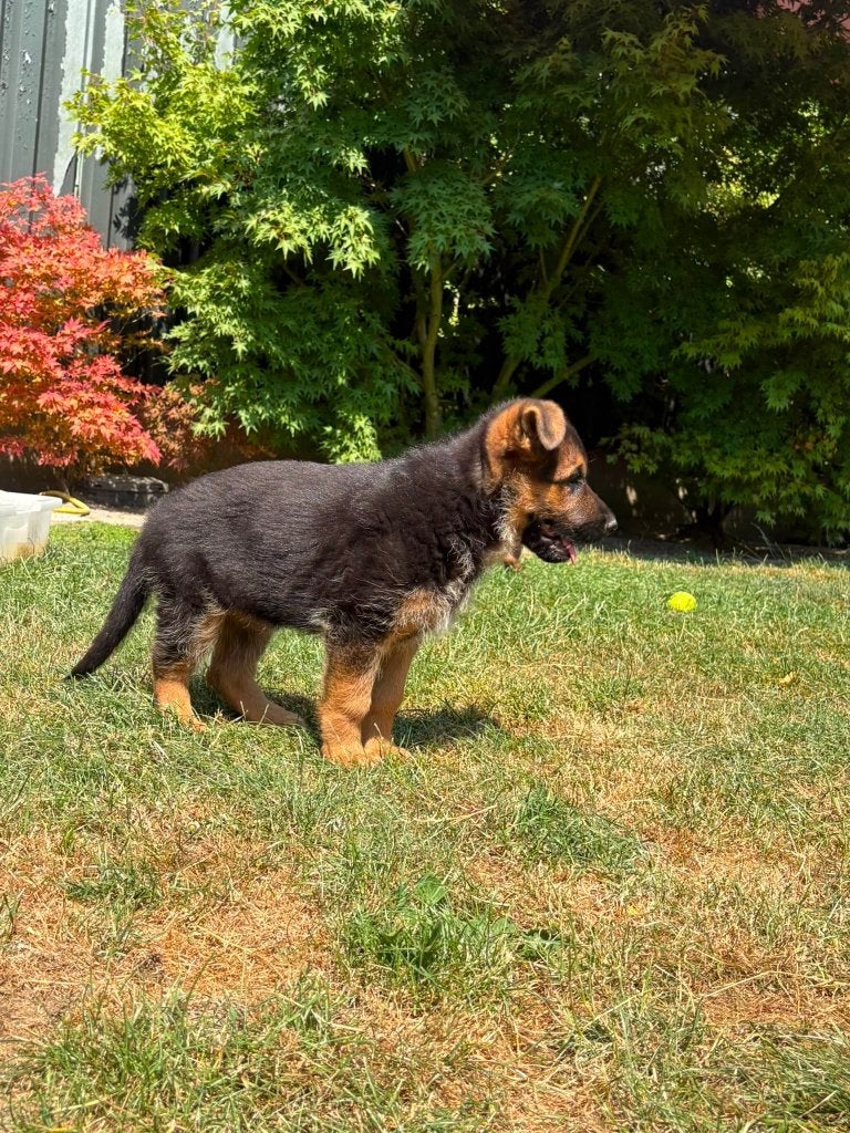 Duitse Herder pups, 8 tot 15 weken, Meerdere, Meerdere dieren, Herder