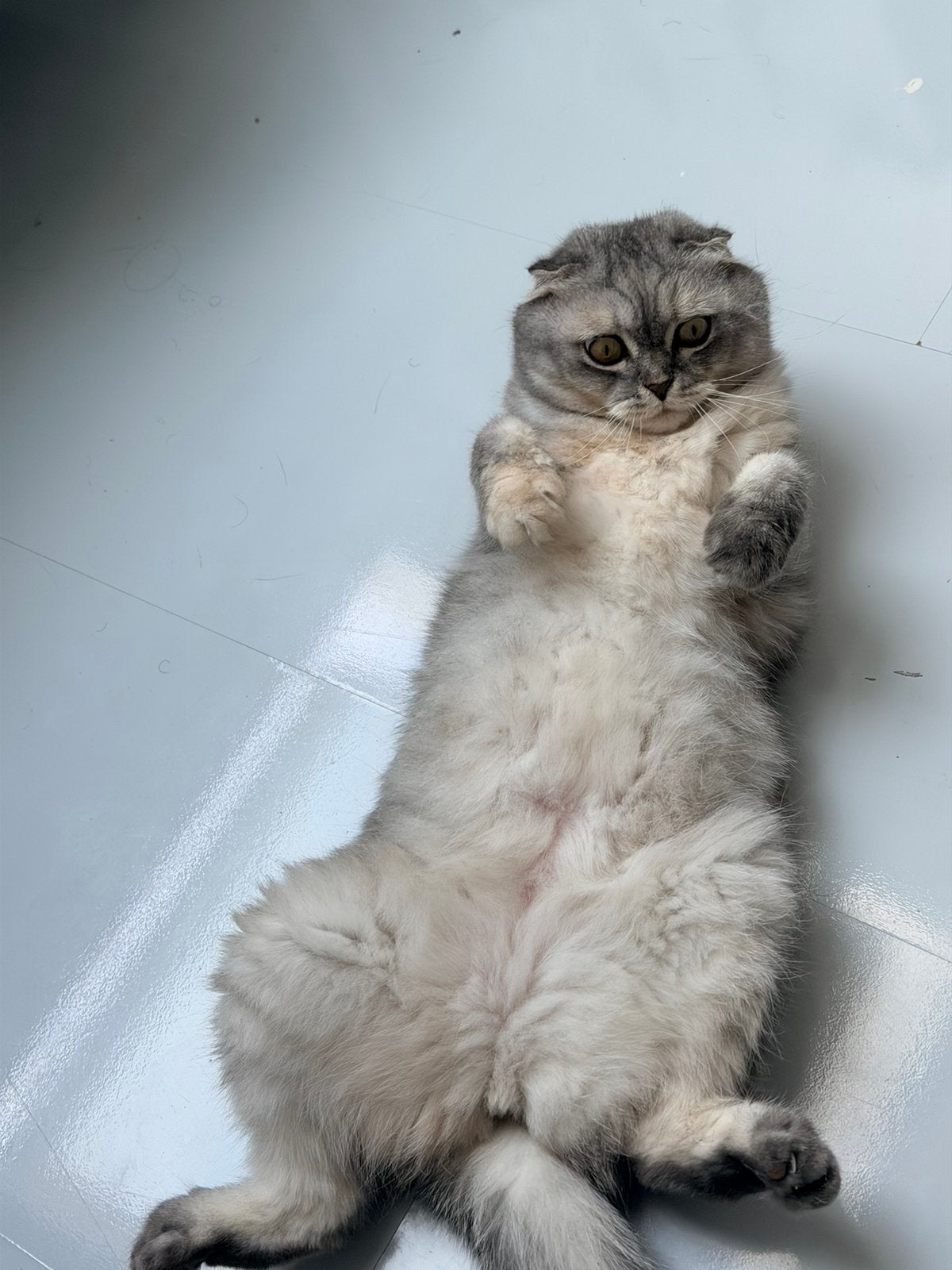 Super lieve poes van 3jaar oud - MOET WEG! Ivm allergie, Poes