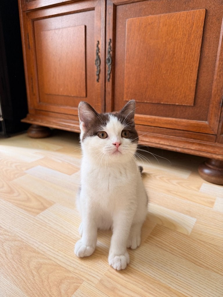 Brits Korthaar, Dieren en Toebehoren, Katten en Kittens | Raskatten | Korthaar, Poes, Gechipt, 0 tot 2 jaar