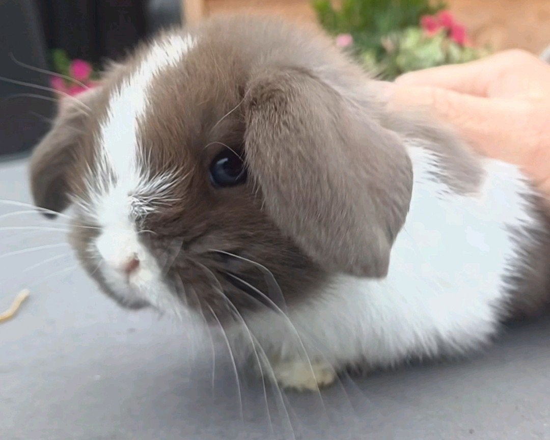 Minilop konijntjes met stamboom GERESERVEERD, Meerdere dieren, Dwerg