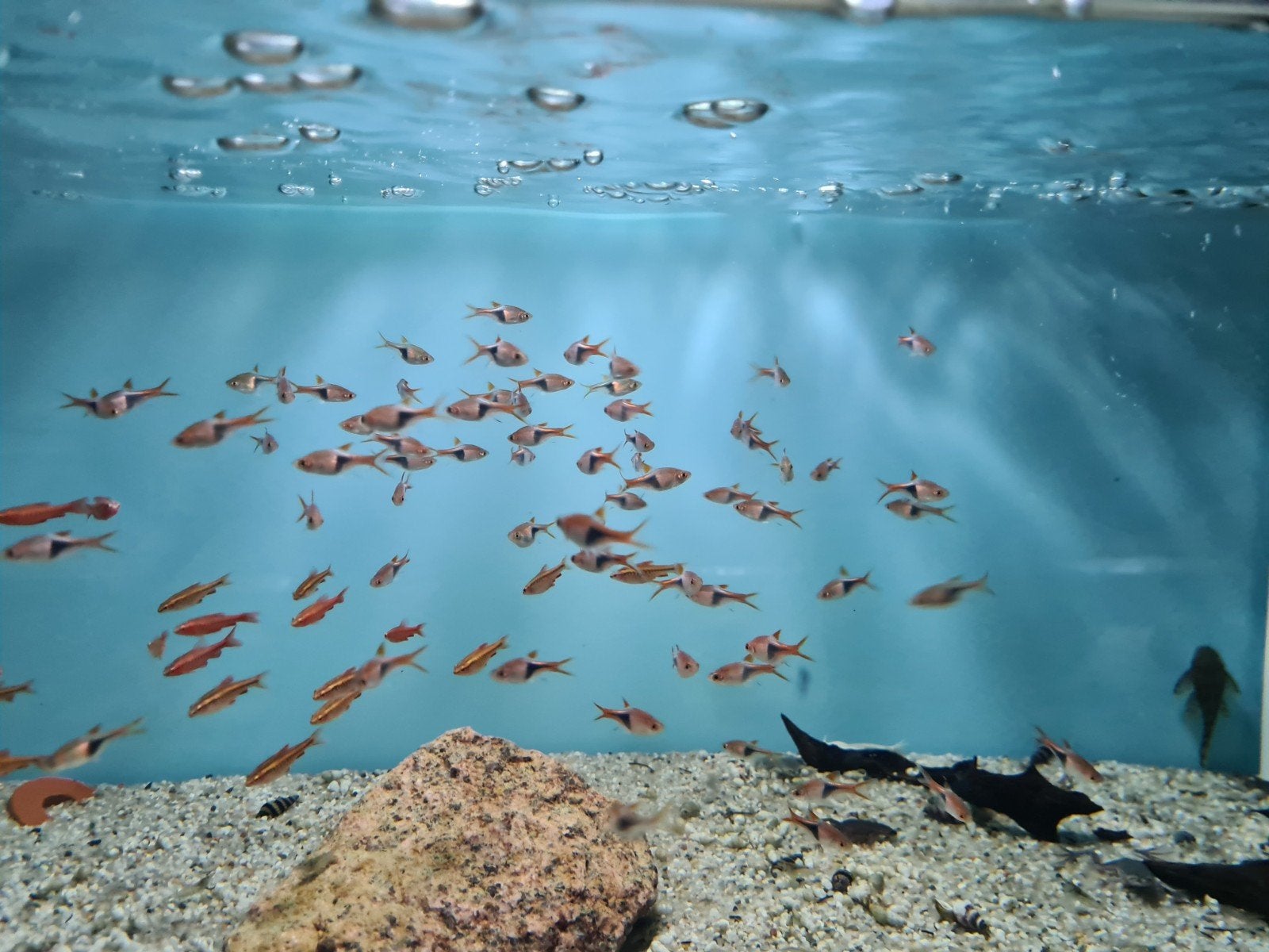 Kegelvlekbarbeel, Trigonostigma Heteromorpha, Dieren en Toebehoren, Vissen | Aquariumvissen, Vis, Zoetwatervis