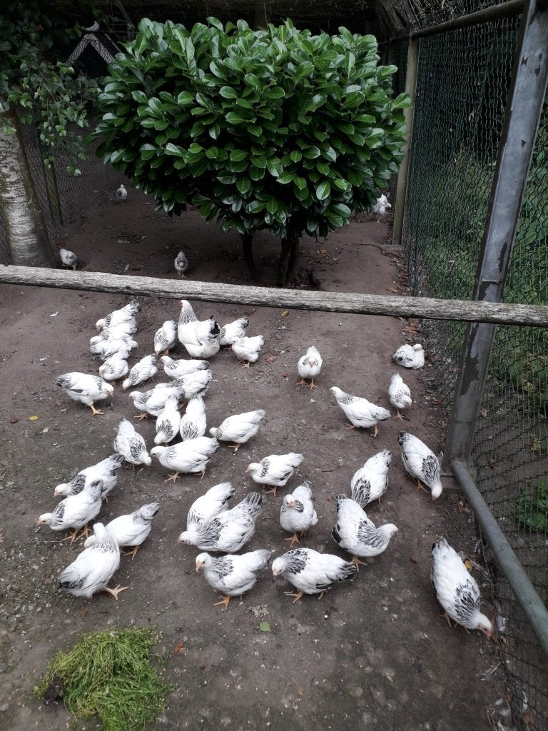 Te koop wyandotte krielen wit-zwart columbia, Dieren en Toebehoren, Pluimvee, Meerdere dieren, Kip