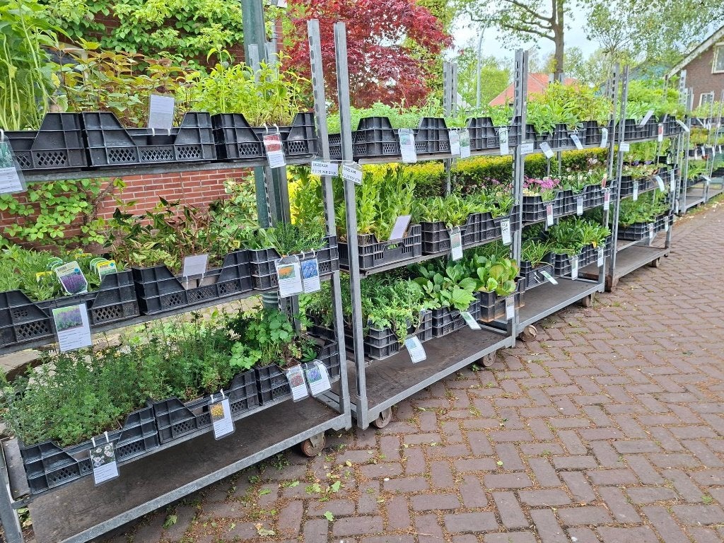 Roan's Tuinplanten dit weekend geopend!, Tuin en Terras, Planten | Struiken en Hagen, Laurier, Minder dan 100 cm, Ophalen