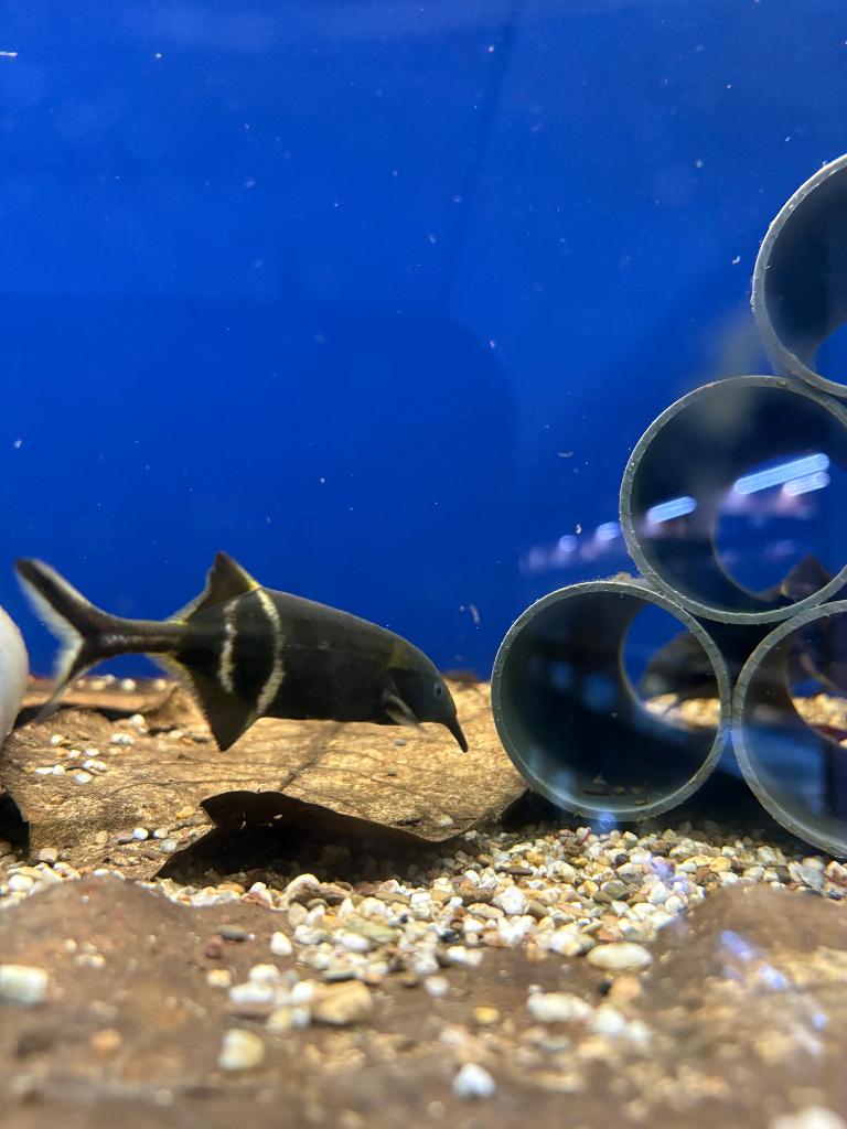 olifantvissen, Dieren en Toebehoren, Vissen | Aquariumvissen, Vis, Zoetwatervis