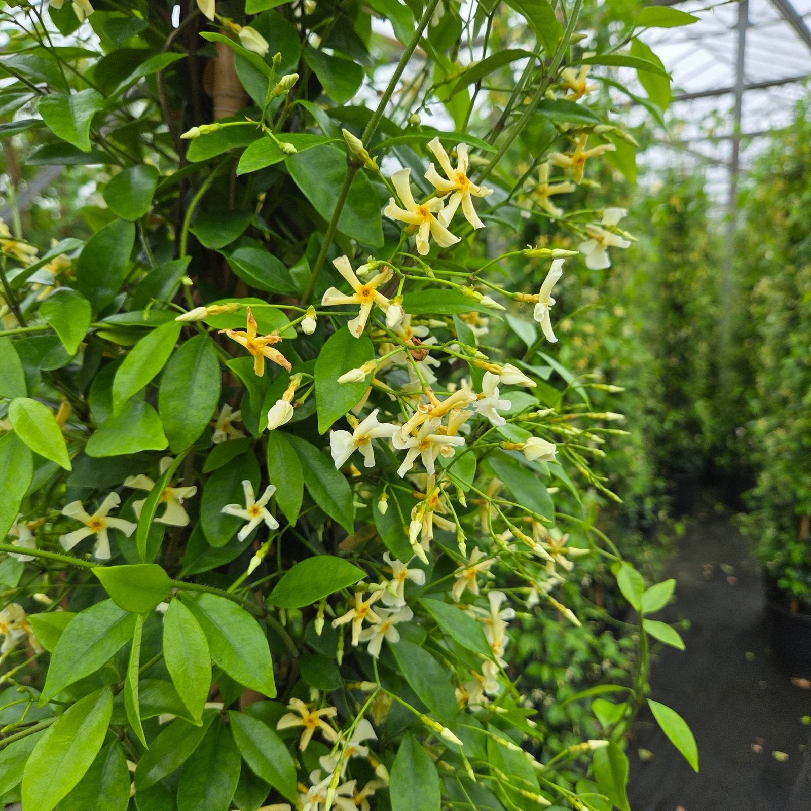 Star of toscane | groenblijvende jasmijn klimplanten, Ophalen of Verzenden, Overige soorten, 100 tot 250 cm