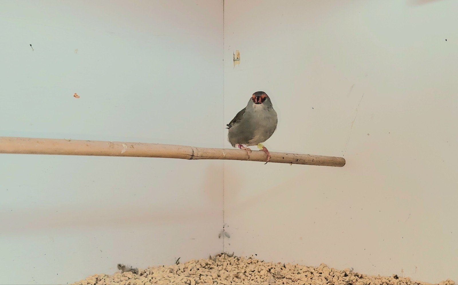 Dornastrilde, Mannelijk, Tropenvogel, Geringd