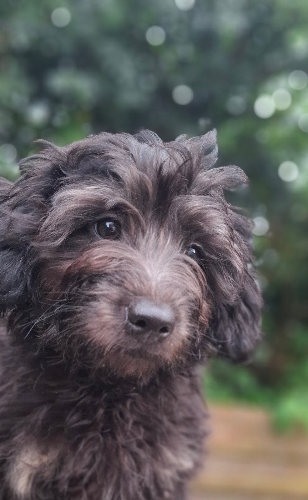 Super leuke, klein blijvende doodle pupjes (pomapoo), Dieren en Toebehoren, Parvo, Overige rassen, 8 tot 15 weken, Meerdere
