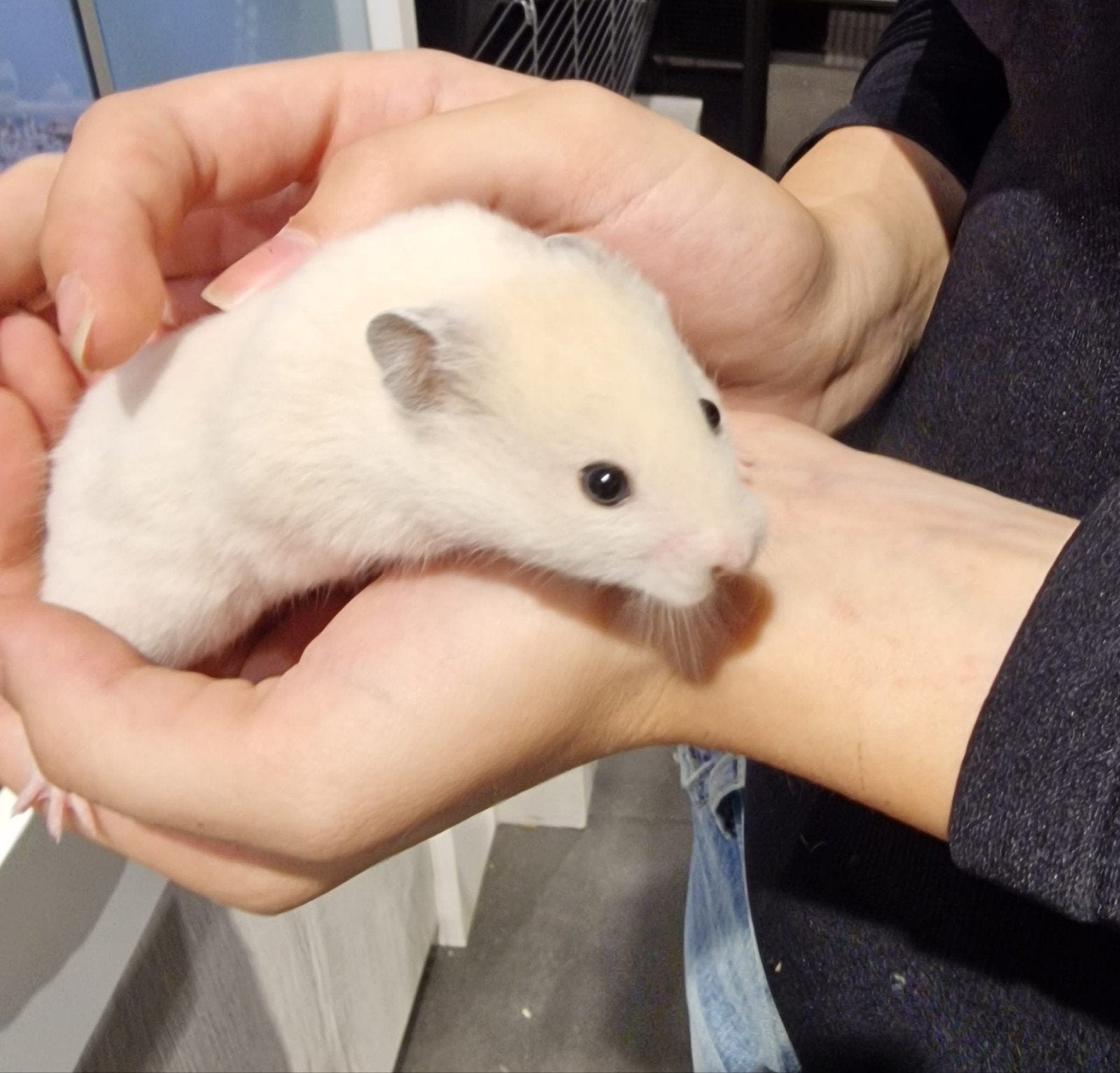 Foto 13 van Syrische hamsters super lief en super tam.