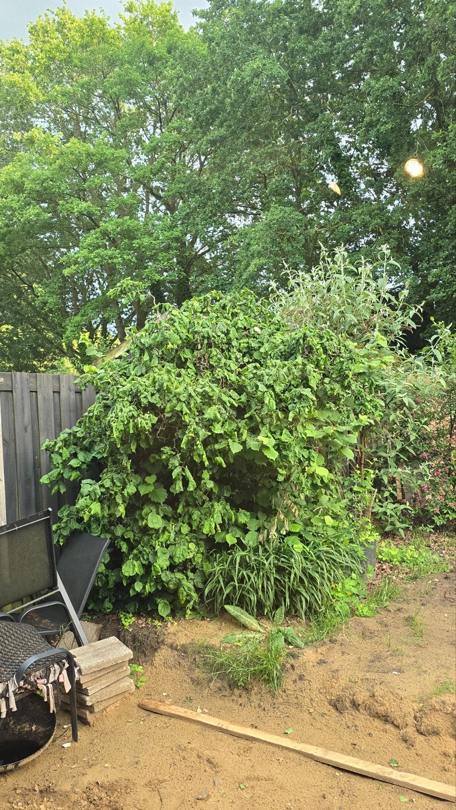 Grote Hazelaar Struik - Zelf uitgraven en vervoeren, Tuin en Terras, Planten | Struiken en Hagen, Ophalen of Verzenden, Overige soorten