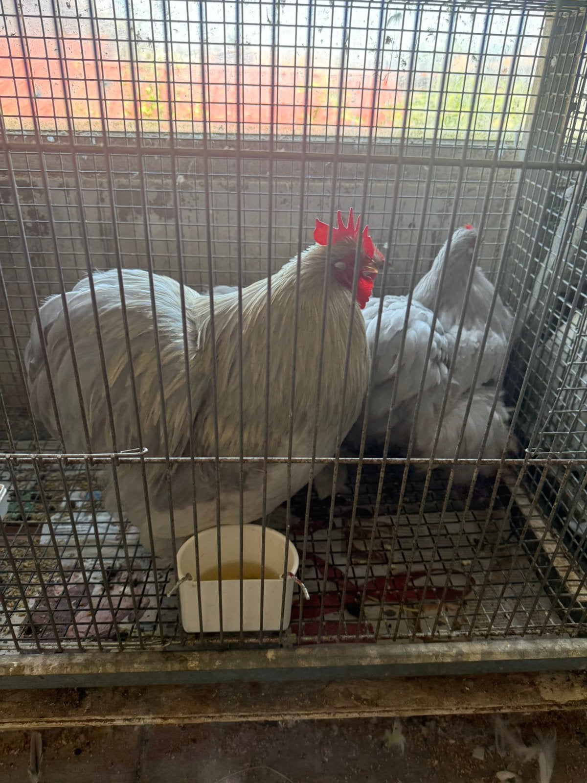 Te koop 2 super mooie en luxe trio’s chochin kippen, Meerdere dieren, Kip