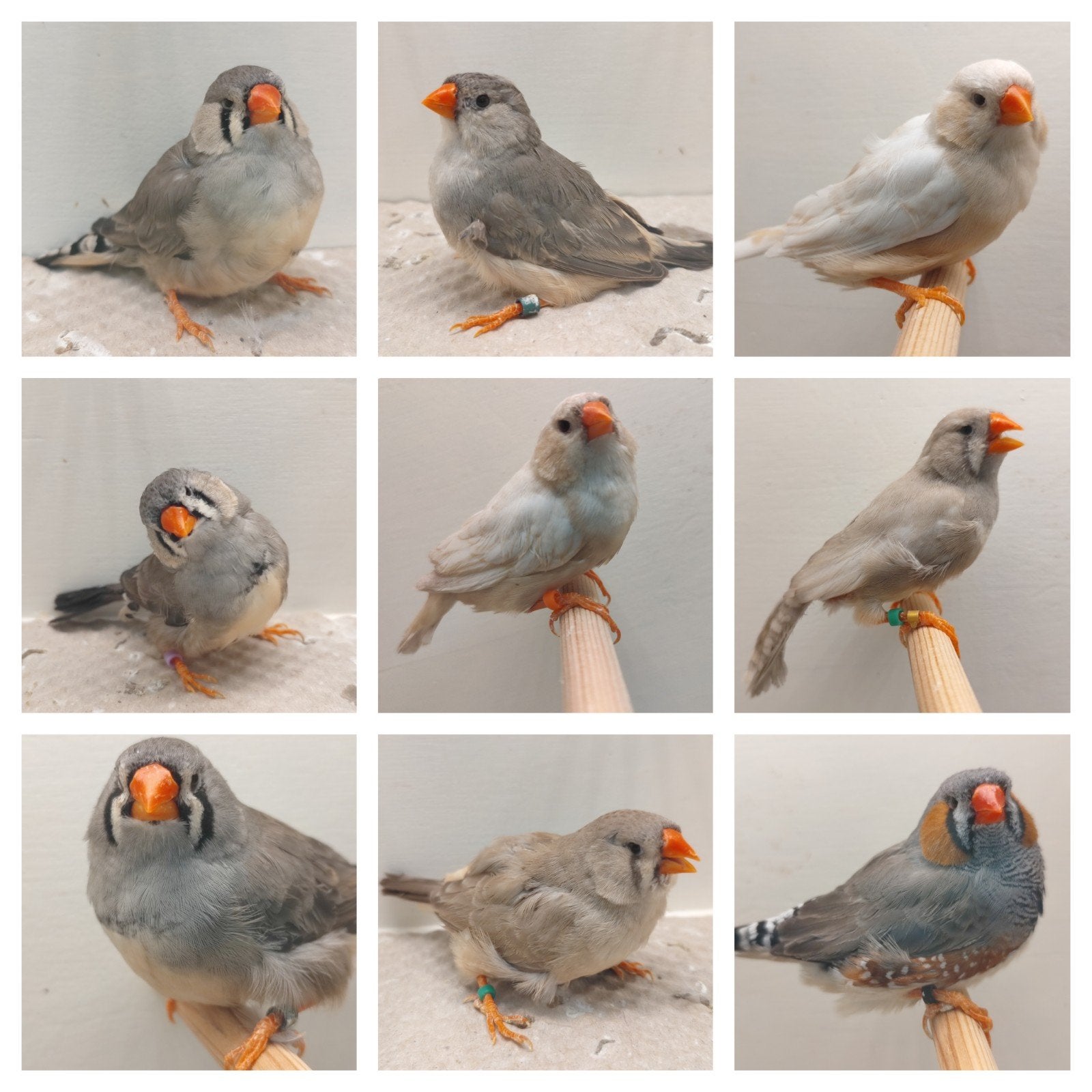 Zebravinken 8x pop, 1x man  p.p.st., Dieren en Toebehoren, Meerdere dieren, Tropenvogel, Geringd
