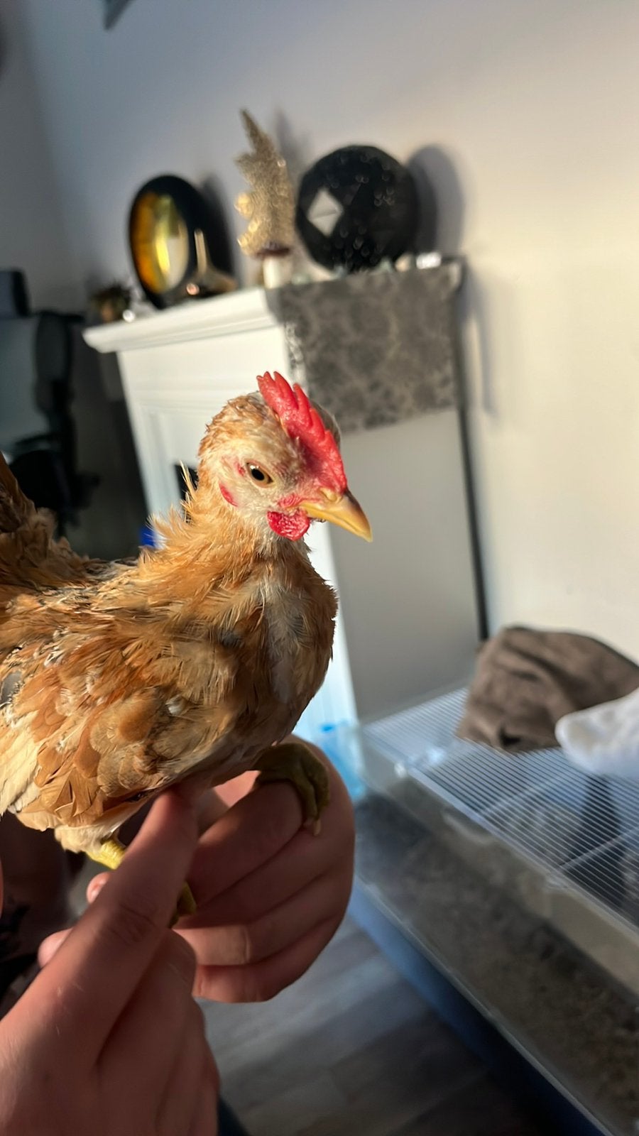 Lief  tt kwaliteit serama haantje, Dieren en Toebehoren, Pluimvee, Kip, Mannelijk